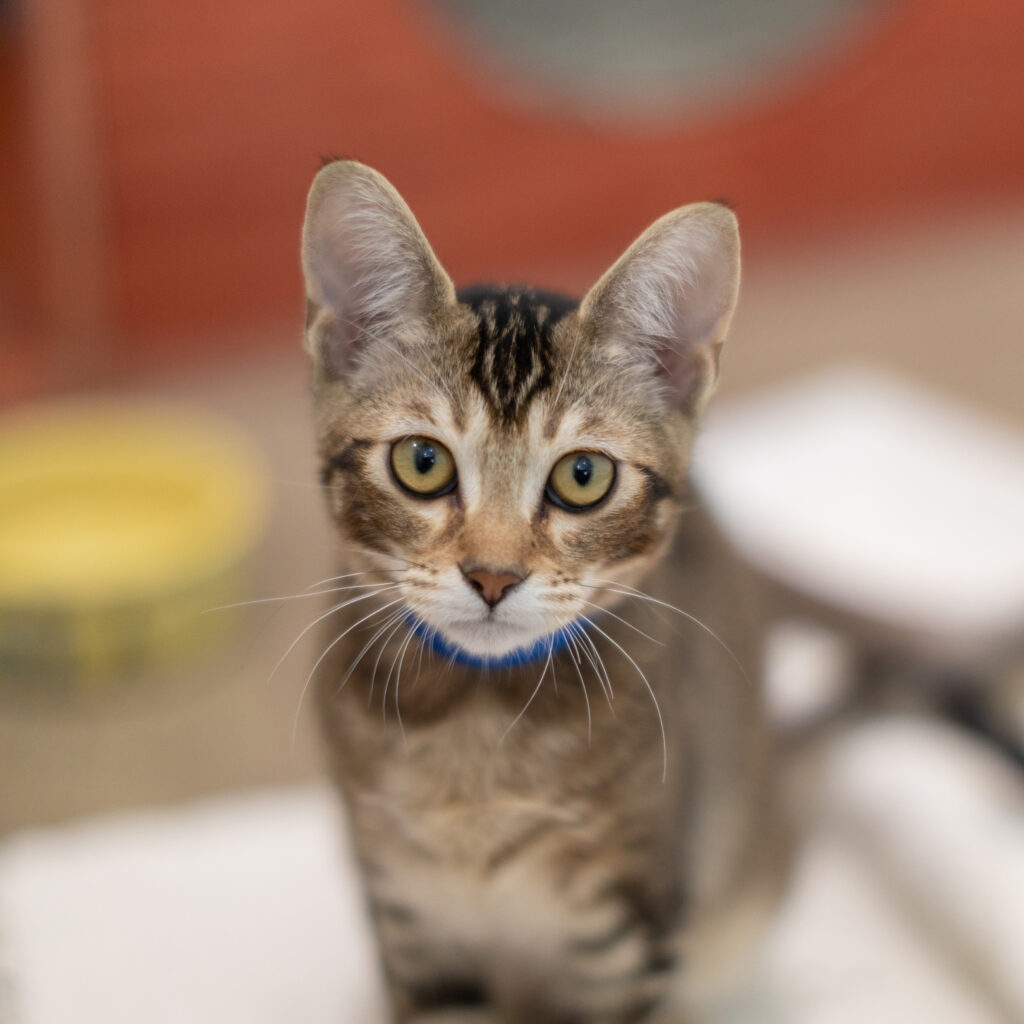 Rescue cat