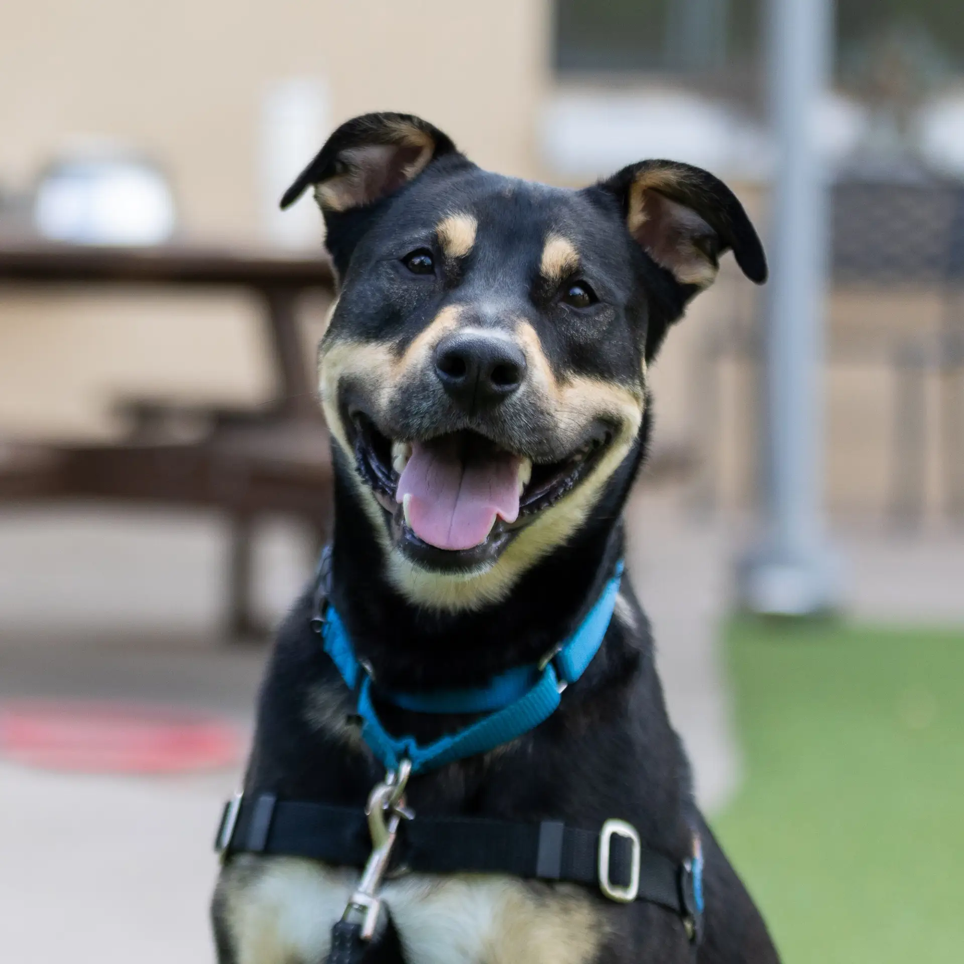 Rescue dog